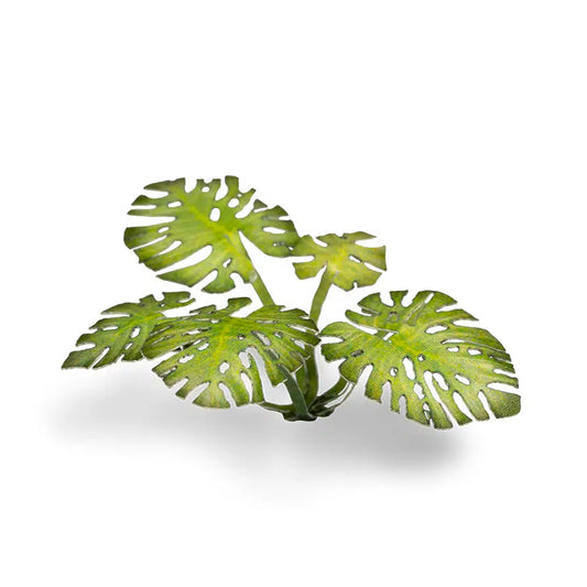 Monstera