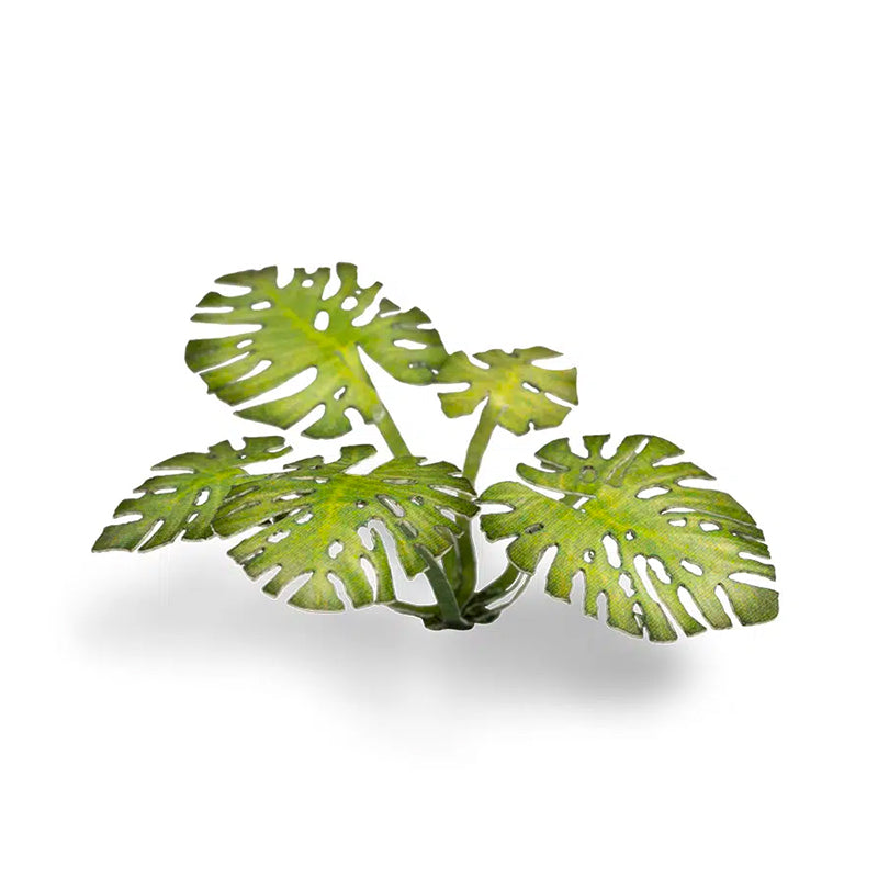 Monstera