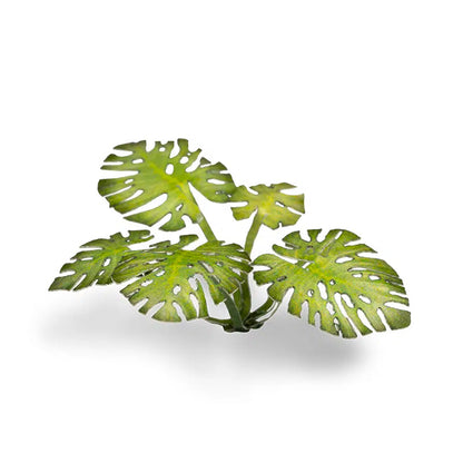 Monstera