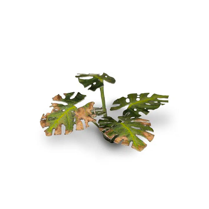 Monstera